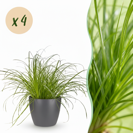 Cyperus alternifolius Zumula - Kattegræs - med grå urtepotter - ↕20cm - Ø12cm - 4x