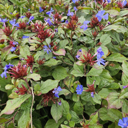 Ceratostigma plumbaginoides - Loodkruid - ↕10-25cm - Ø9cm - 48x