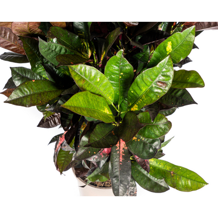 Codiaeum 'Croton' Iceton with basket - ↕80-100cm - Ø24cm