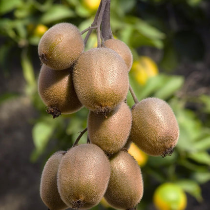 Actinidia Delciosioa 'Jenny' - Kiwipflanze - ↕45cm - Ø13cm