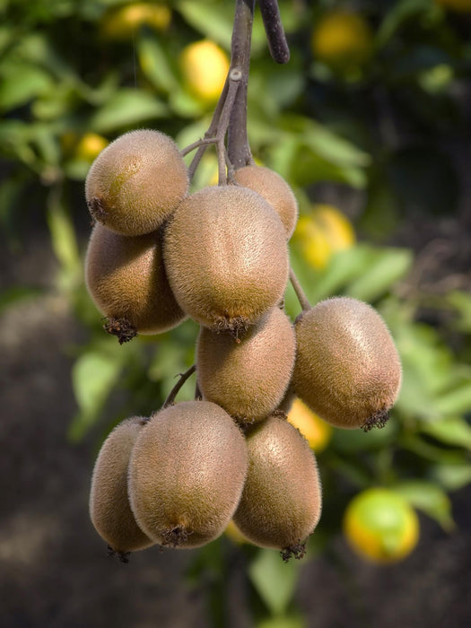Actinidia Delciosioa 'Jenny' - Kiwiplant - ↕45cm - Ø13cm