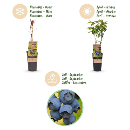 Vaccinium corymbosum Patriot - Bilberry - Hardy - Blueberry - 2 Plants - 15cm Pot - Height 50cm