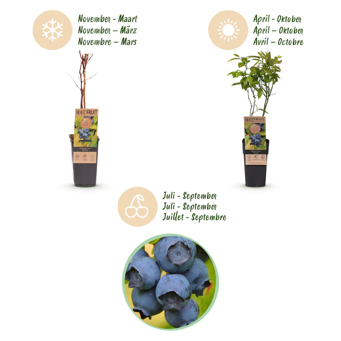 Vaccinium corymbosum Patriot - Bosbes - Blauwe Bes - ↕50cm - Ø15cm - 2x