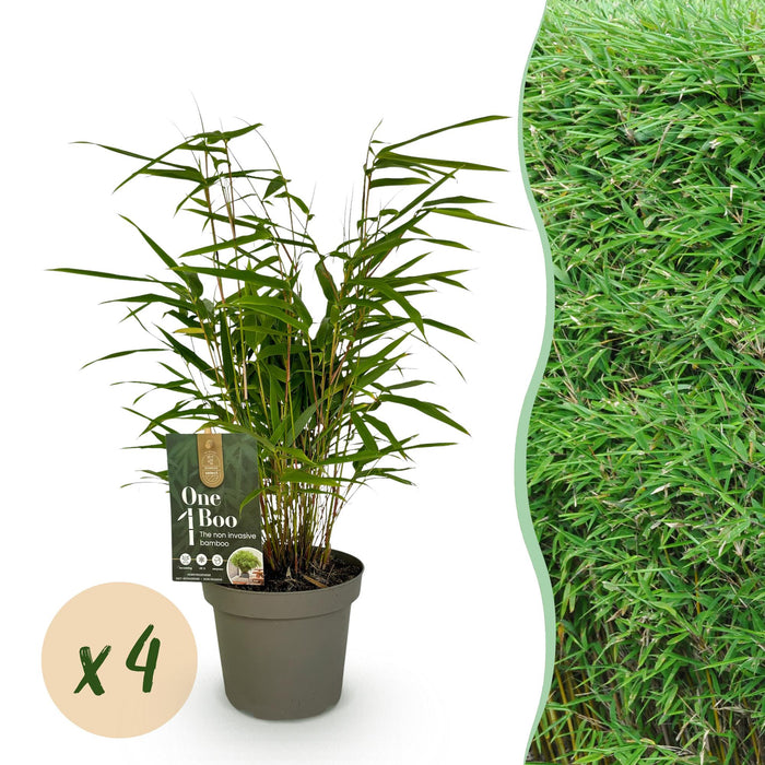 Bamboe - Fargesia rufa - Groen - 4 Planten - Bladhoudend - Niet Woekerend- Pot 14cm Hoogte 35cm