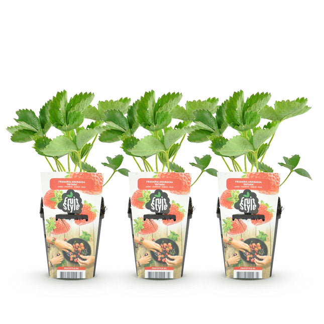 Pianta di fragole - Fragaria Elsanta - Fragola rossa - Ø9cm - 6x
