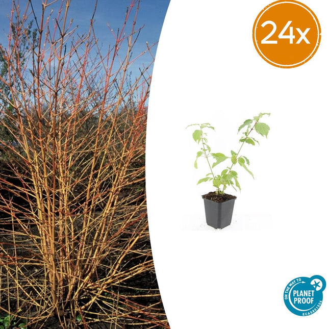 Cornus sanguinea 'Anny's Winter Orange' - Corniolo - ↕10-25cm - Ø9cm - 24x