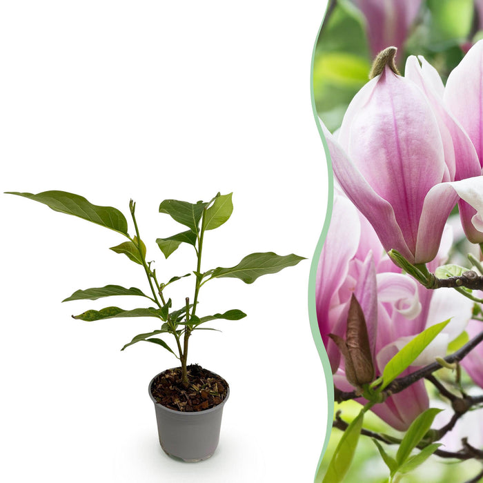 Magnolia George Henry Kern - Bloem Roze - 1 Plant - Bladverliezend - Weinig Onderhoud - Pot 12cm Hoogte 30cm
