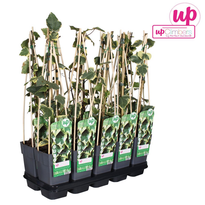 Hedera Colchica 'Dentata Variegata' - ↕65cm - Ø15cm