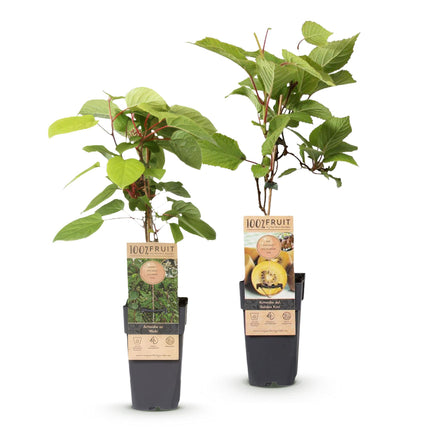 Green boutiQ - Pianta da frutto - Actinidia Weiki e Kiwi Dorato - Pianta di kiwi - 1 maschio - 1 femmina - Piante - Giallo - Vaso 15 cm - Altezza 50 cm