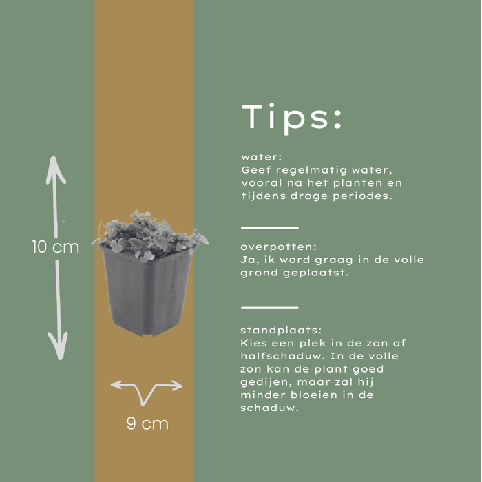 60x Campanula poscharskyana - ↕10-25cm - Ø9cm