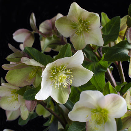 Lenzrose (Helleborus diamfire) – Grüne Blüte – Topf 19 cm, Höhe 40 cm