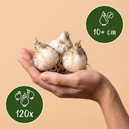 120x Allium Miami - Bloembollen - Sierui - Paars - Zomerbloeier - Bolmaat 10/+