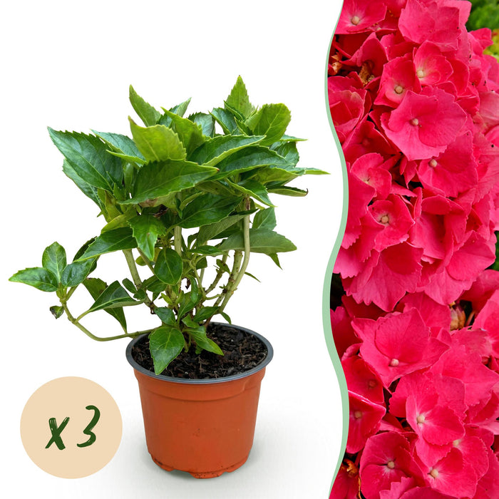Hydrangea macrophylla Rood - Hortensia - Winterhard - Rood - 3 Planten - Pot 12cm - Hoogte Hoogte 20-30cm