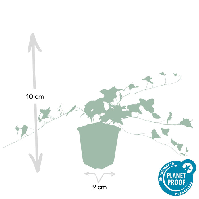Hedera helix 'Glacier' - ↕10-25cm - Ø9cm - 48x