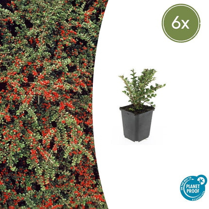 Cotoneaster horizontalis - Vlakke dwergmispel - ↕10-25cm - Ø9cm - 6x