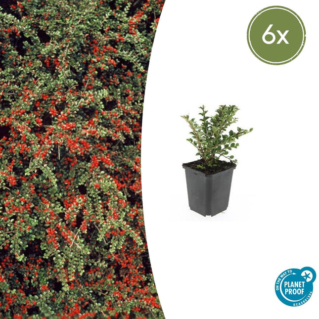 Cotoneaster horizontalis - Vlakke dwergmispel - ↕10-25cm - Ø9cm - 6x