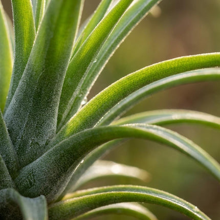 Tillandsia Air Plant in Decor - ↕37cm - Ø14cm