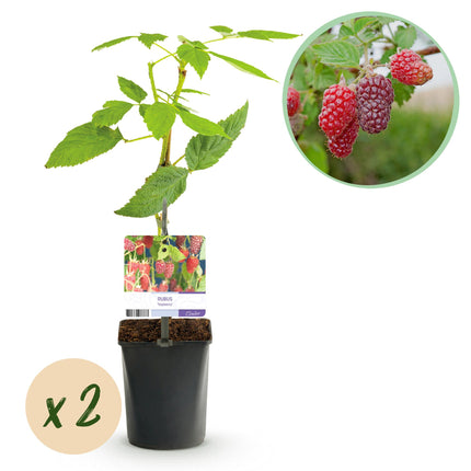 Tayberry - Rubus Tayberry - Red Fruit - ↕40cm - Ø11cm - 2x