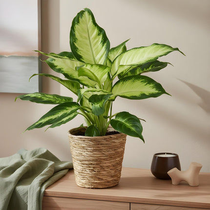 Dieffenbachia Camilla - with basket - ↕45-50cm - Ø17cm - 2x