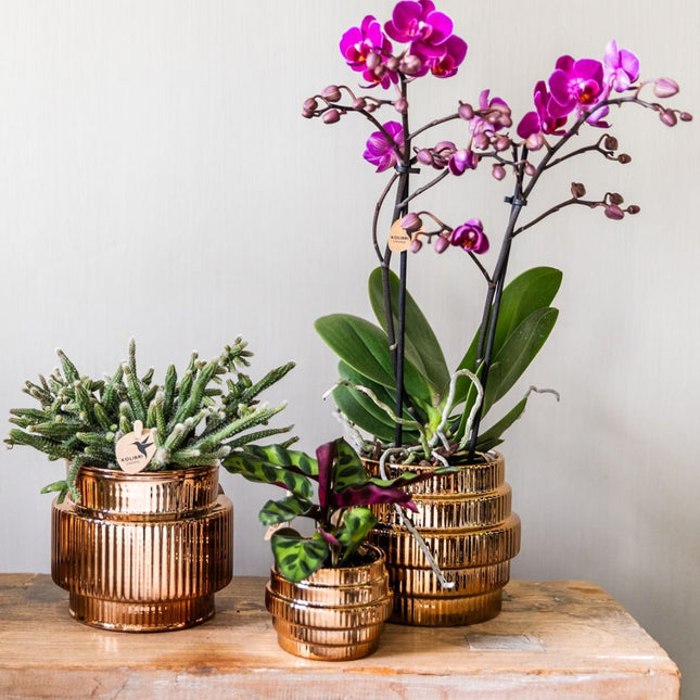 Kolibri Orchids | Plantenset Allure Shiny Brons - Paarse Phalaenopsis Orchidee Mineral Morelia, Succulent & Calathea Makoyana
