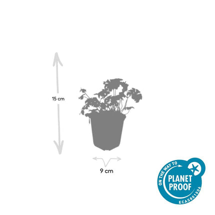 Geranium cantabrigiense 'Cambridge' - Ooievaarsbek - ↕10-25cm - Ø9cm - 48x