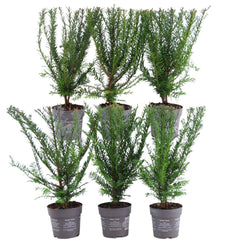 Collection image for: Taxus Baccata