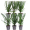Taxus Baccata