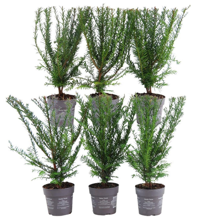 Venijnboom haag - Taxus baccata - 1 meter - Set van 6 haagplanten