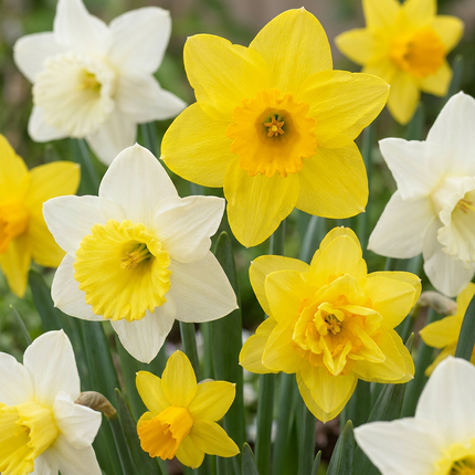 160x Narcissus Botanical Mix - Bloembollen - Botanische narcissenmix - Geel en Wit - Verwilderingsbol - Bolmaat 10/12