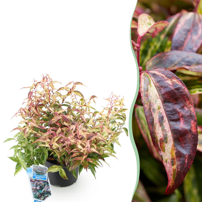 Leucothoe Makijaz - Brun - 1 plante - Persistant - Peu d'entretien - Pot de 17 cm - Hauteur 45 cm