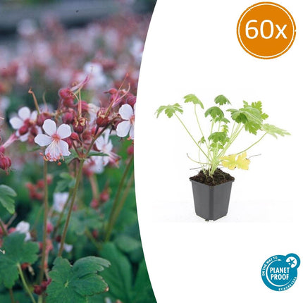 Geranium macrorrhizum 'Spessart' - ↕10-25cm - Ø9cm - 60x