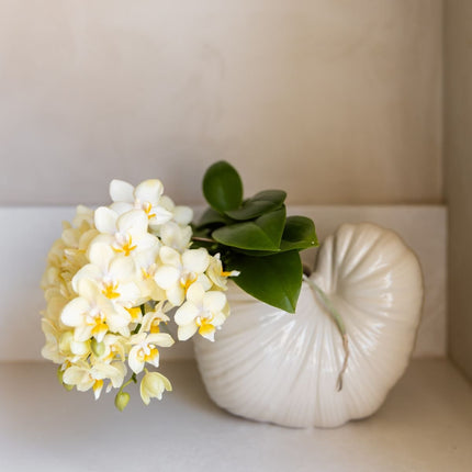 Kolibri Orchids | Gele Phalaenopsis Orchidee - Botanic Yellow in Shellfish Sierpot - Ø9 cm