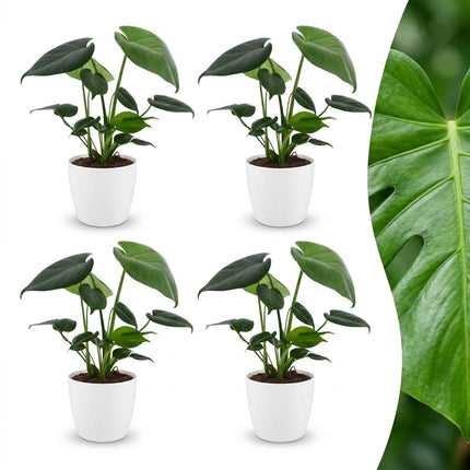 Monstera Deliciosa - Gatenplant - 4x - met Potter Wit - Pot 12cm - Hoogte - 30cm