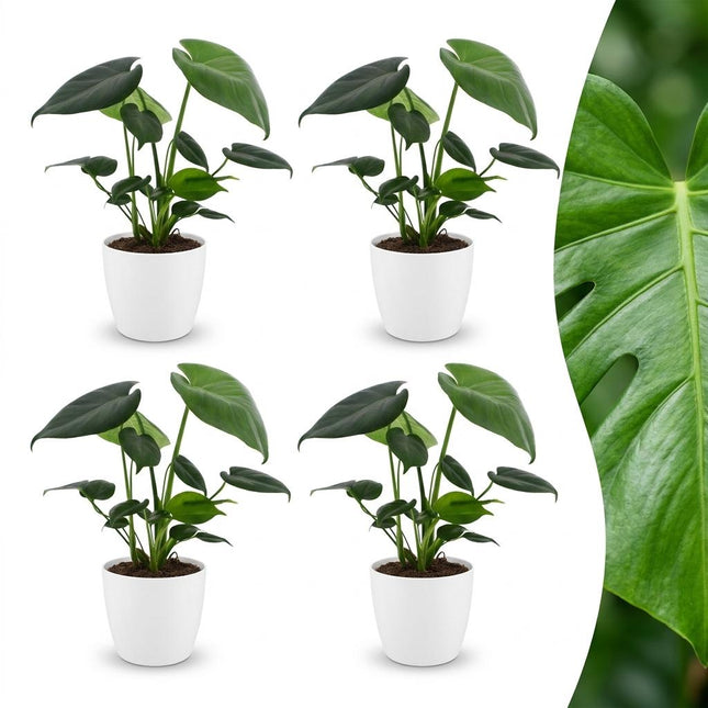 Monstera Deliciosa - Roślina serowa szwajcarska - 4x - z białą ceramiką - doniczka 12 cm - wysokość - 30 cm