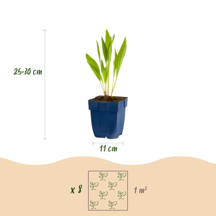 Borderpakket - Bijen en Vlinderlokkend - 8 Vaste planten - 1 m2 - Diversen kleuren - Weinig Onderhoud - Ø11cm