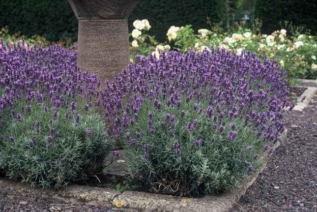 Lavandula Angustifolia 'Dværgblå' - ↕10-25cm - Ø9cm - 60x