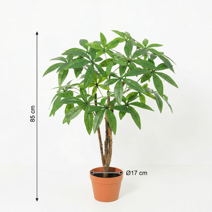 Sztuczna roślina Pachira Aquatica - ↕85cm
