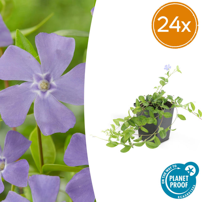 Vinca minor - Petite pervenche - ↕10-25cm - Ø9cm - 24x
