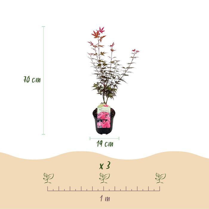 Terrasplant - Japanse Esdoorn - Acer palmatum Skeetsers Broom - Paars - 2 Planten - Bladverliezend - ↕70cm - Ø19cm