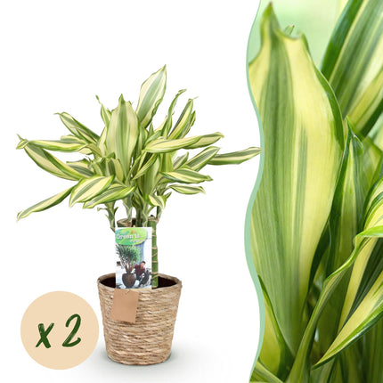 Dracaena fragrans Diamond Dream - Arbre Sang-Dragon - ↕50-55cm - Ø17cm - 2x