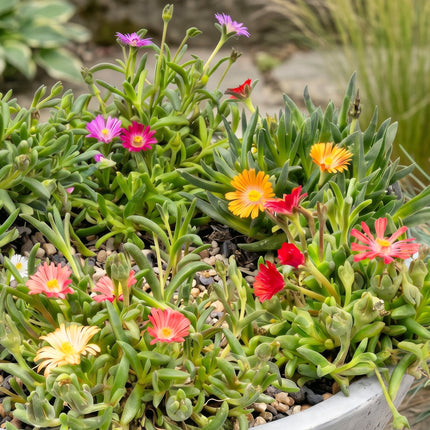 Delosperma mix - Ø7cm - ↕10-12cm - 12x