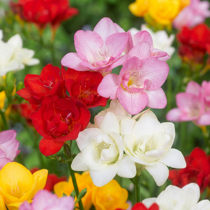 80x Freesia Double Mix - Bloembollen - Dubbele fresia - Diversen - Snijbloem - Bolmaat 5/+