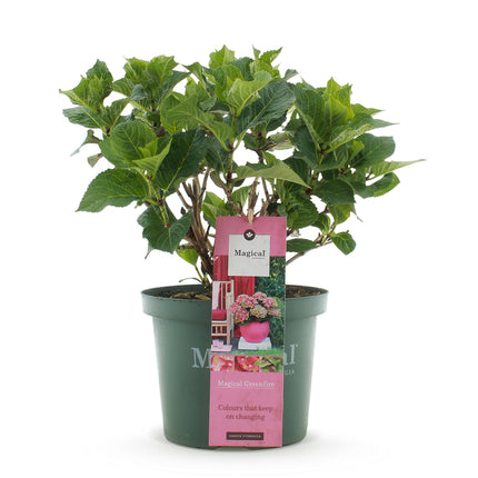 Hortensia - Hydrangea Magical Green Fire - Roze Groen - 6-10 Bloemen - ↕55cm - Ø23cm