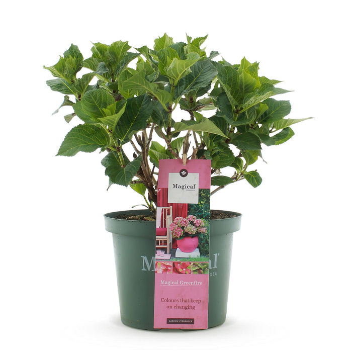 Terrasplant - Hortensia - Hydrangea Magical Green Fire - Roze Groen - 6-10 Bloemen - Pot 23cm Hoogte 55cm