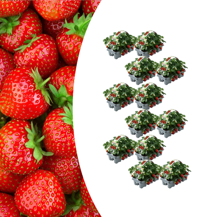 Aardbeienplanten (Fragaria) 100% biologisch - 72x
