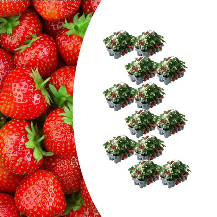 Aardbeienplanten (Fragaria) 100% biologisch - 72x