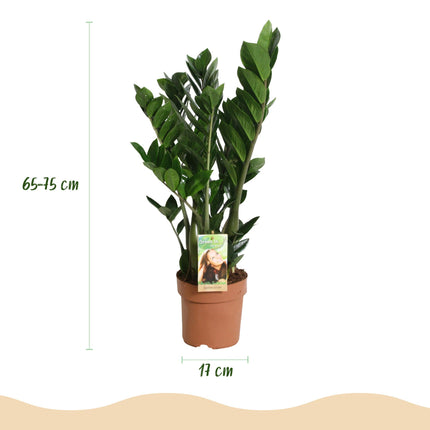 Zamioculcas - ZZ plant - ↕65-75cm - Ø17cm - 2x