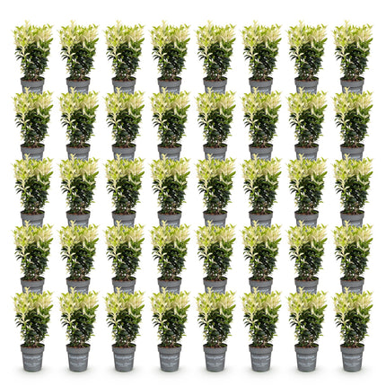 Euonymus japonica Paloma Blanca - Kardinaalsmuts - 40x Haagplanten - Groenblijvend - Groen - Wit - Pot 9cm - Hoogte 20-30cm