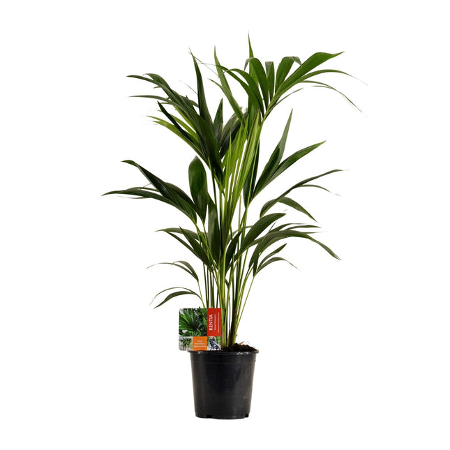Howea Forsteriana - Palmier Kentia - ↕100cm - Ø19cm