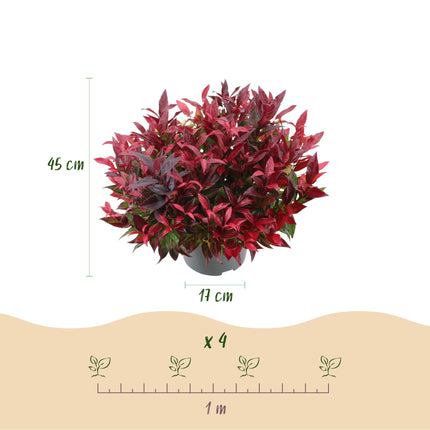 Leucothoe Zeblid - Rood - 1 Plant - Groenblijvend - Weinig Onderhoud - Pot 17cm Hoogte 45cm